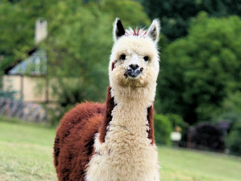 An alpaca looking at the camera