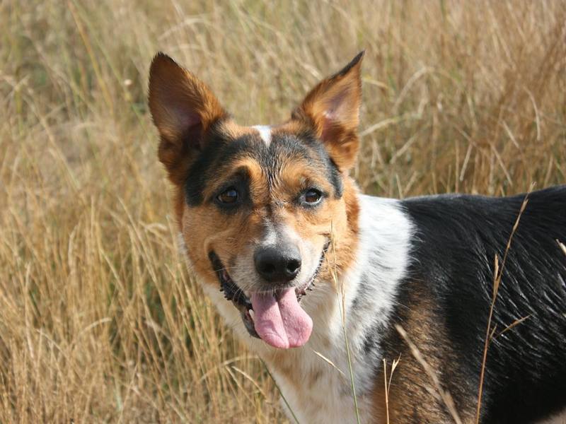 A farm dog standing in tall grass