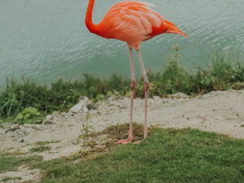 A flamingo standing by the water