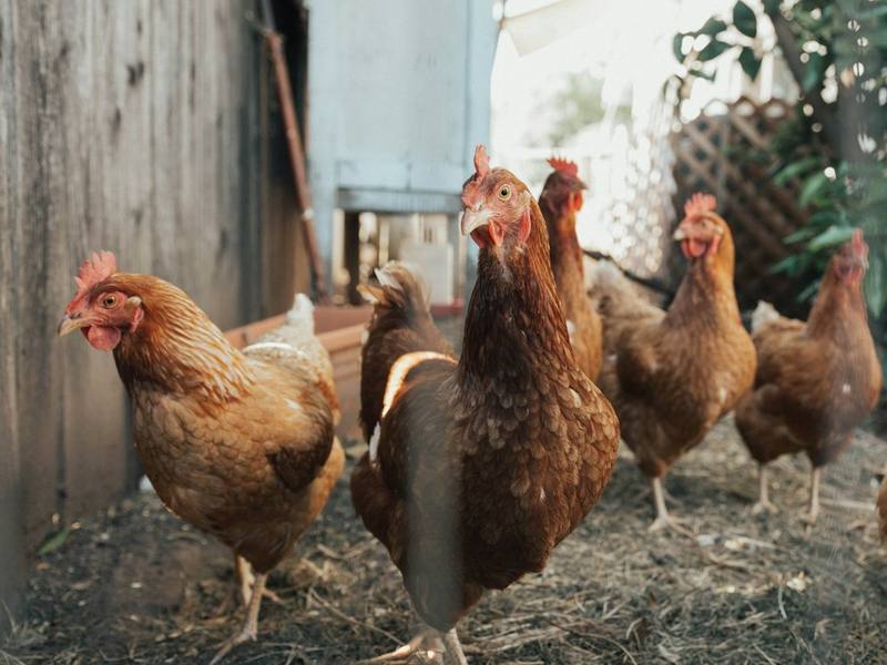 A small flock of brown hens in a farmyard