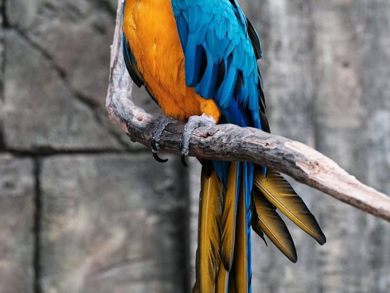 A blue and gold macaw on a perch