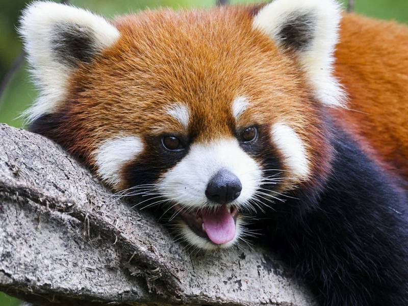 A red panda resting on a branch
