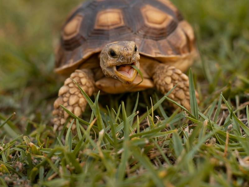 A tortoise walking through grass